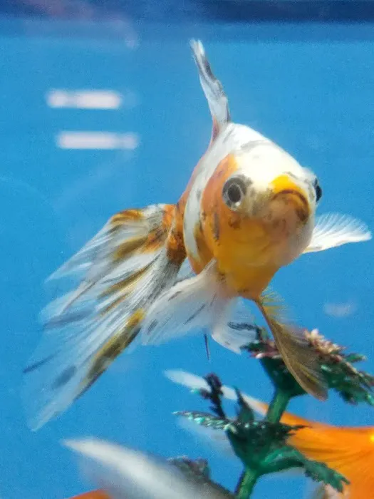 Petco Picture 8