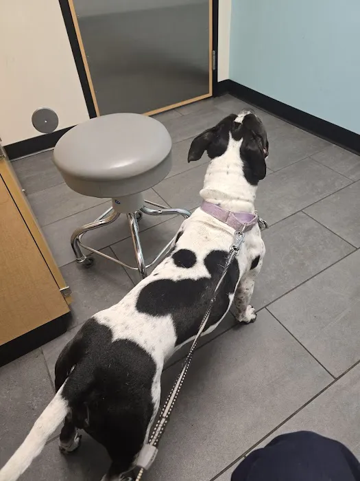 Banfield Pet Hospital Picture 8