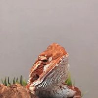Just For Pets ico