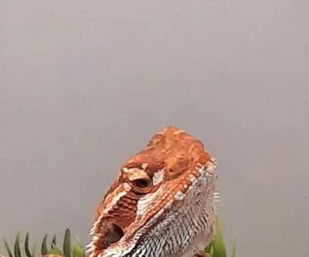 Just For Pets