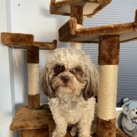 Affordable Pet Vaccines Inc. ico