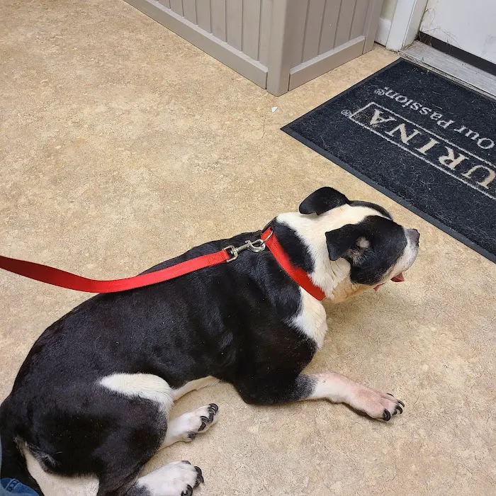 Affordable Pet Vaccines Inc. Picture 4