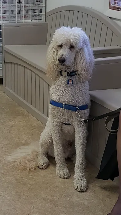 Affordable Pet Vaccines Inc. Picture 9