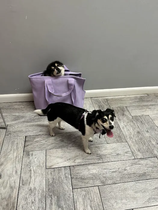 Abby Road Veterinary Hospital Picture 9