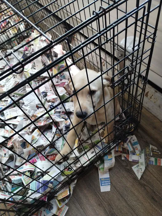 Vinnie's Bow Wow Shoppe Picture 2