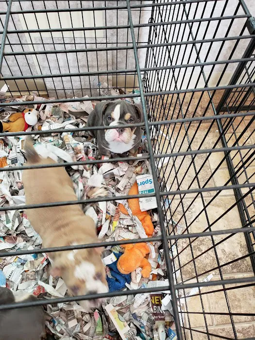 Vinnie's Bow Wow Shoppe Picture 7