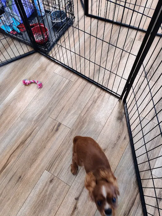 Vinnie's Bow Wow Shoppe Picture 5