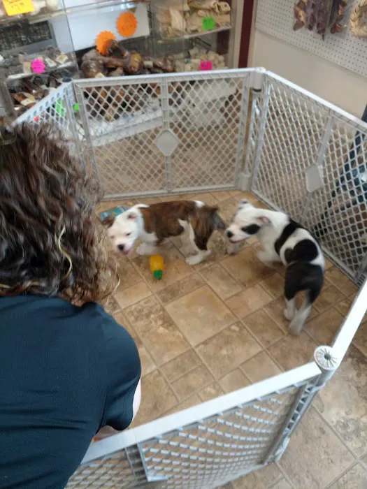 Vinnie's Bow Wow Shoppe Picture 9