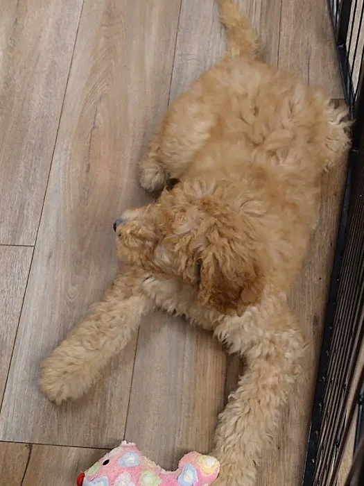 Vinnie's Bow Wow Shoppe Picture 8