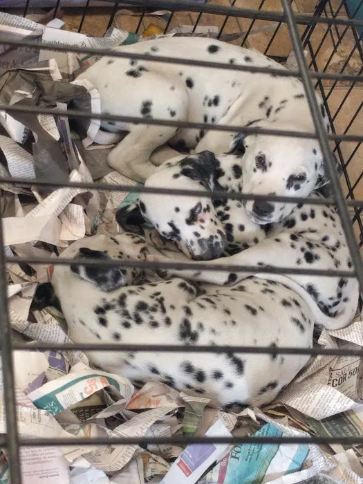 Vinnie's Bow Wow Shoppe Picture 10