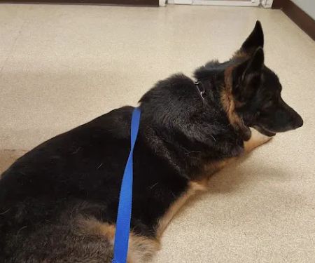 Lehigh Valley Animal Hospital