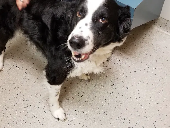 Lehigh Valley Animal Hospital Picture 2