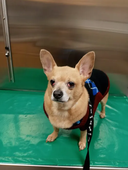 Lehigh Valley Animal Hospital Picture 6