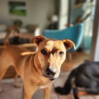 Eastern Pennsylvania Veterinary Medical Center ico