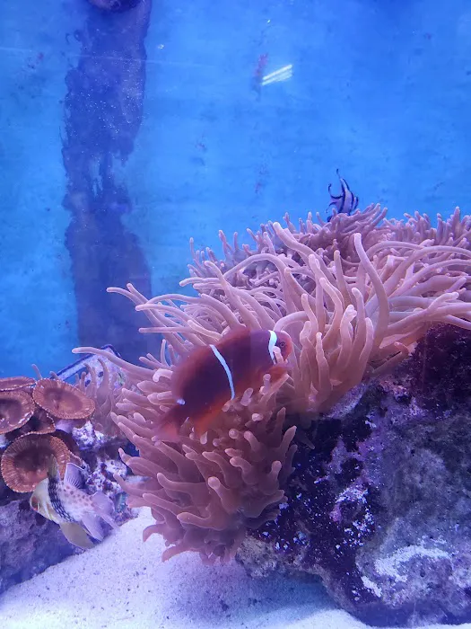 CTE Aquatics Picture 7