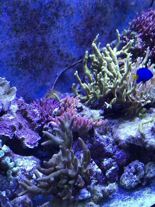 CTE Aquatics Picture 8