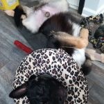 West Valley Animal Hospital