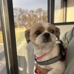 Rush Veterinary Urgent Care