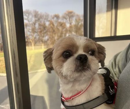 Rush Veterinary Urgent Care