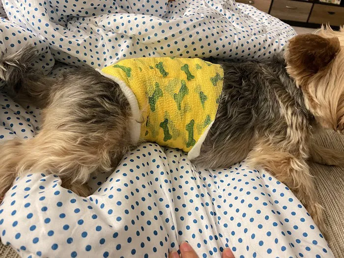 Rush Veterinary Urgent Care Picture 8