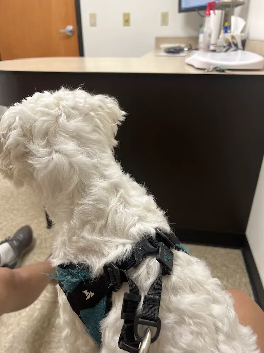 Rush Veterinary Urgent Care Picture 9
