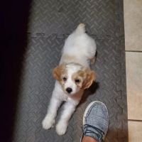 Highgrove Veterinary Hospital ico