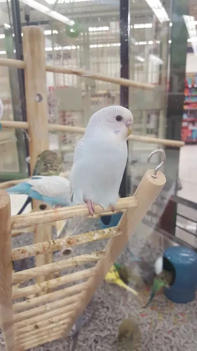Petco Picture 4