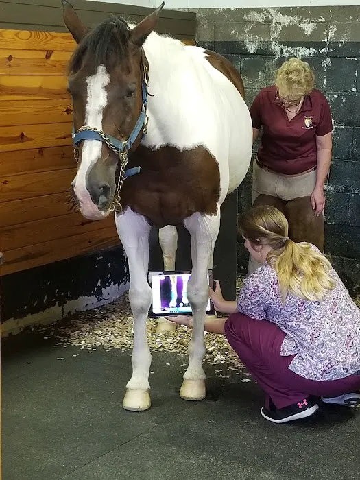 Always Helpful Veterinary Services Picture 8