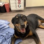 Loving Touch Animal clinic