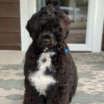 Animal Images