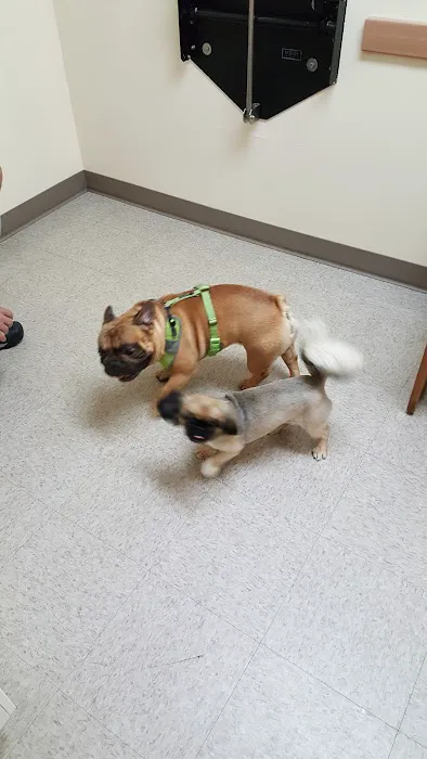 North East Animal Hospital Picture 5