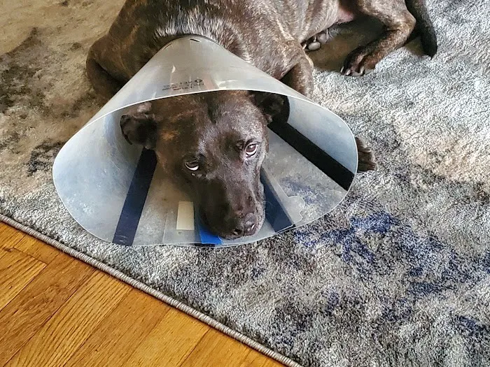 North East Animal Hospital Picture 9