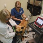 North East Animal Hospital: Dr. Jennifer Howell