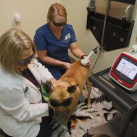 North East Animal Hospital: Dr. Jennifer Howell ico