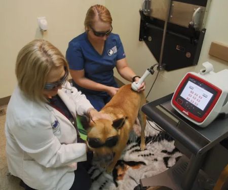 North East Animal Hospital: Dr. Jennifer Howell