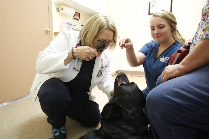 North East Animal Hospital: Dr. Jennifer Howell Picture 7