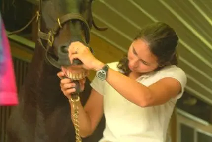 Amanda Church-Hansen's Equine Dental Services Picture 2