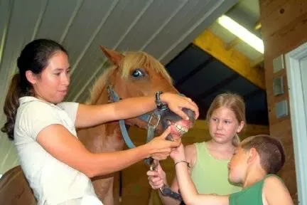 Amanda Church-Hansen's Equine Dental Services Picture 1