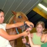 Amanda Church-Hansen's Equine Dental Services