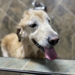 Wagging Tails Pet Shop