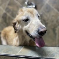 Wagging Tails Pet Shop ico