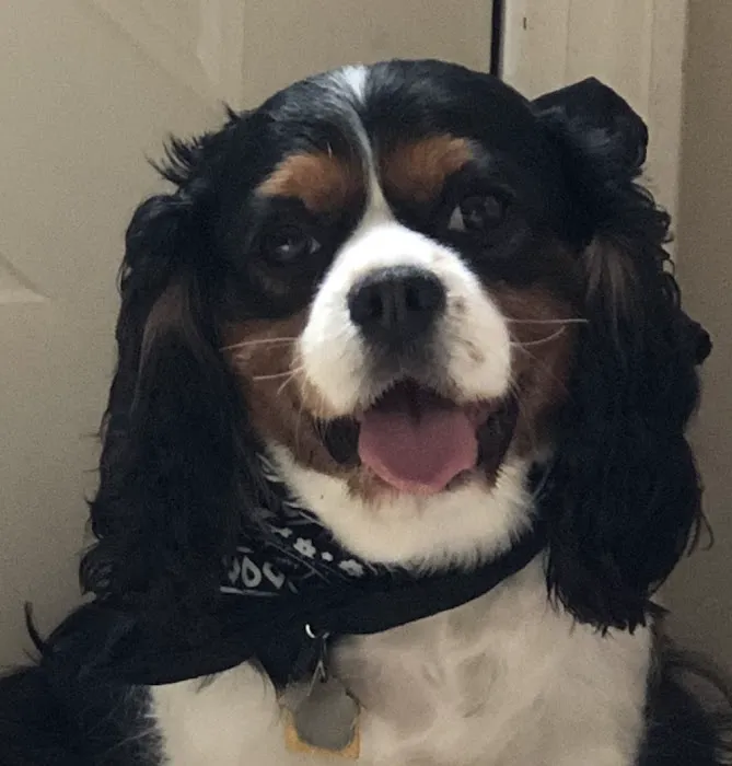 Wagging Tails Pet Shop Picture 6
