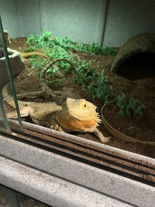 Rhonda's Reptiles Picture 1