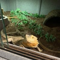 Rhonda's Reptiles ico