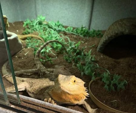 Rhonda's Reptiles