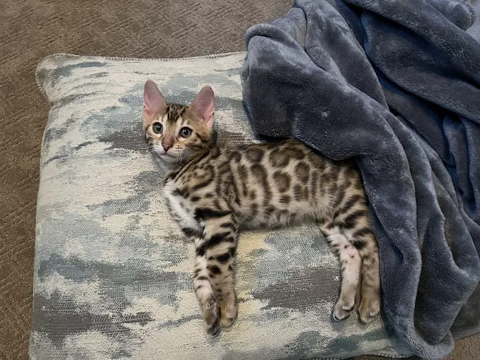 Kings Dynasty Bengals Picture 1