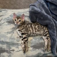 Kings Dynasty Bengals ico