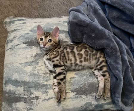 Kings Dynasty Bengals