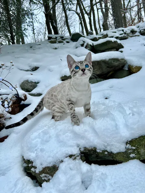 Kings Dynasty Bengals Picture 2