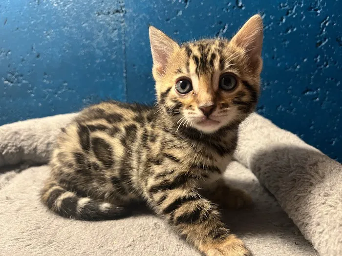 Kings Dynasty Bengals Picture 3
